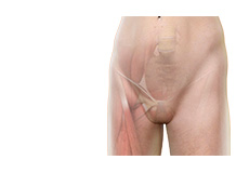 Hip Groin Disorders